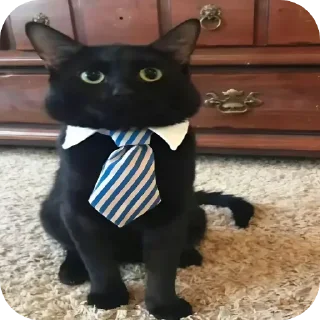 🐱 emoji фонтан детей навук💀 Telegram sticker 6 of 116