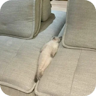 😴 emoji центр чатнет стики Telegram sticker 5 of 41