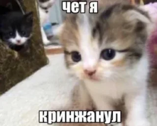 😰 emoji мяу Telegram sticker 6 of 56