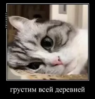 Sticker from @WmojiBot ипанути камар :: @ipanyti_kamar