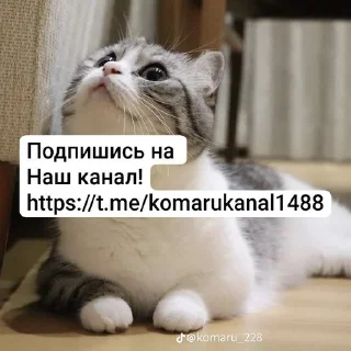 Sticker from КАМАР 2.0 https://t.me/komarukanal1488