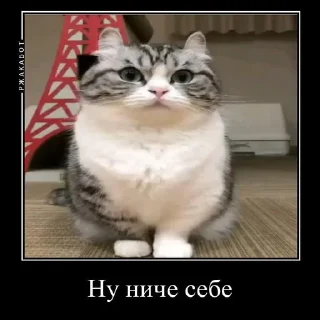 Sticker from КАМАР 2.0 https://t.me/komarukanal1488