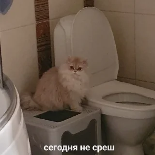 Sticker from НОРМИС (Цири)