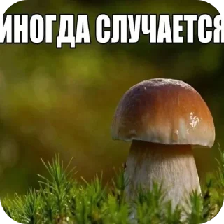 🪴 emoji БОЛЬШЕ ⇨ @CLOOBHUB МЕМНЫЕ СТИКЕРЫ МЕМЫ РАСТЯПА Telegram sticker 7 of 81