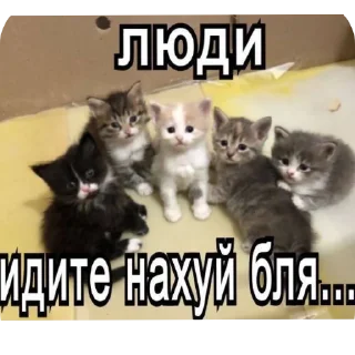 Sticker from Злые коты