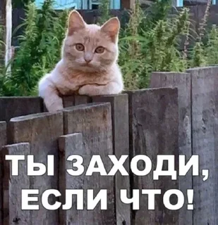 🌟 emoji Больше стиков тут: @stikery4 Telegram sticker 8 of 120
