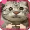 🥰 emoji @just_a_humble_cat Kitty Springverse Telegram sticker 8 of 64