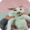 🤥 emoji @just_a_humble_cat Kitty Springverse Telegram sticker 21 of 64