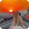 😌 emoji @just_a_humble_cat Kitty Springverse Telegram sticker 12 of 64
