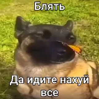 🙈 emoji Норм стікеры → @normalstickers ➡️ @Ctikerubot Telegram sticker 14 of 63