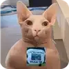 🐱 emoji Писка болит ➡️ @Ctikerubot Telegram sticker 22 of 24