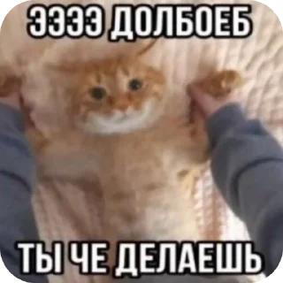👎 emoji Хисакошка ➡️ @Ctikerubot Telegram sticker 16 of 27
