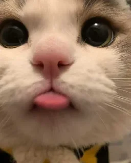 😛 emoji Хисакошка ➡️ @Ctikerubot Telegram sticker 2 of 27