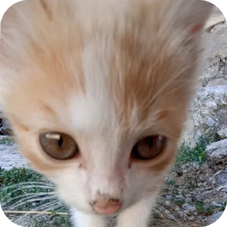 🐱 emoji Хисакошка ➡️ @Ctikerubot Telegram sticker 12 of 27