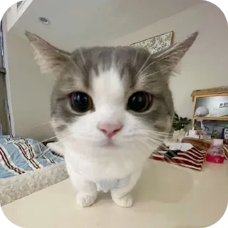 😐 emoji Хисакошка ➡️ @Ctikerubot Telegram sticker 10 of 27