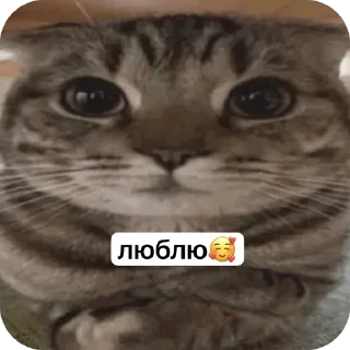 🫥 emoji KEVIN SUKA ➡️ @Ctikerubot Telegram sticker 20 of 23
