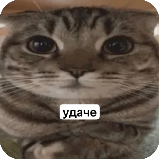 🫥 emoji KEVIN SUKA ➡️ @Ctikerubot Telegram sticker 19 of 23