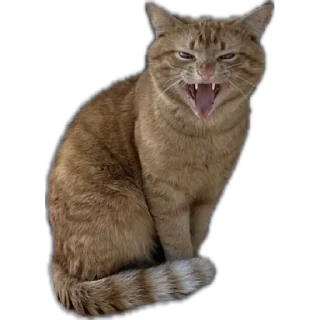 😠 emoji Мама/я/ебанат — @stckrRobot Telegram sticker 3 of 59
