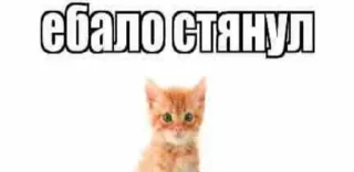 😼 emoji чупапи муняня Telegram sticker 17 of 50