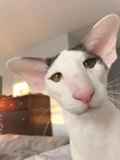 😺 emoji чупапи муняня Telegram sticker 19 of 50