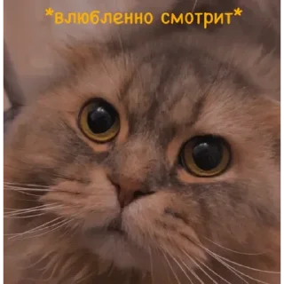 💟 emoji ✨ Пух ✨ Telegram sticker 20 of 30
