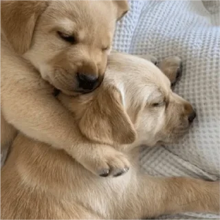 🐶 emoji мій проблиск Telegram sticker 14 of 59