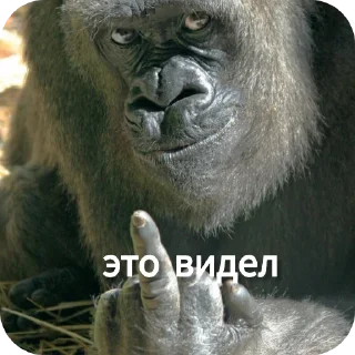 🐦 emoji Ты Не Шкибиди! @gif_makaka Telegram sticker 20 of 43