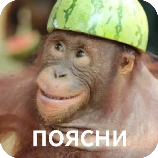 🪖 emoji Ты Не Шкибиди! @gif_makaka Telegram sticker 5 of 43