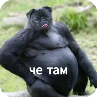 🐶 emoji Ты Не Шкибиди! @gif_makaka Telegram sticker 13 of 43