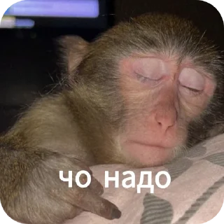 🦧 emoji Ты Не Шкибиди! @gif_makaka Telegram sticker 2 of 43