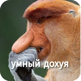 🧐 emoji Ты Не Шкибиди! @gif_makaka Telegram sticker 17 of 43