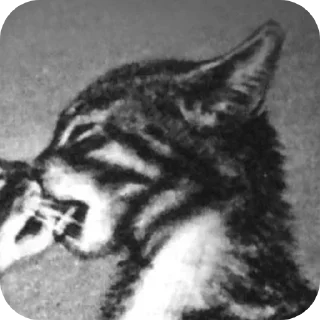 🐱 emoji Стикер пак @Kotiko_MoonNight Telegram sticker 22 of 48