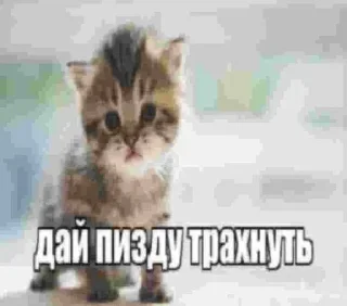 🤍 emoji Больше стикеров 👉🏻 @stickertg4 Telegram sticker 18 of 85