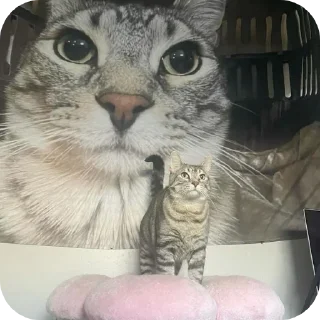 🐱 emoji ОДО ШЕДЕВРОСКОРОБАН Telegram sticker 15 of 16