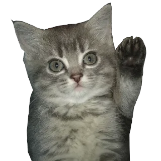 🐱 emoji Solyanka — @stckrRobot Telegram sticker 4 of 120