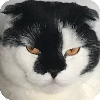 😠 emoji Herr Каспер ➡️ @Ctikerubot Telegram sticker 21 of 116