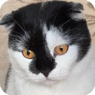 😕 emoji Herr Каспер ➡️ @Ctikerubot Telegram sticker 24 of 116
