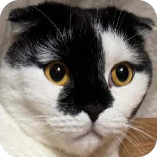 😨 emoji Herr Каспер ➡️ @Ctikerubot Telegram sticker 11 of 116