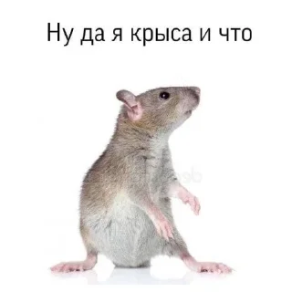 🐁 emoji mood Telegram sticker 6 of 113