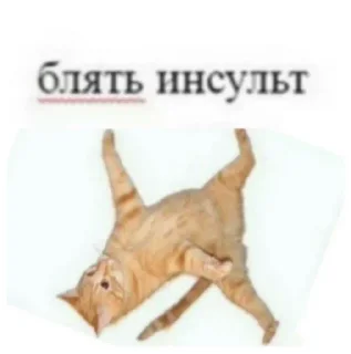 🙀 emoji Больше стиков тут: @stikery4 Telegram sticker 8 of 48