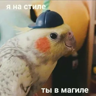 🦜 emoji Больше стиков тут: @stikery4 Telegram sticker 24 of 48