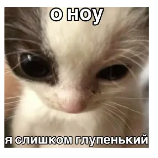 🐱 emoji decesed ➡️ @Ctikerubot Telegram sticker 16 of 18