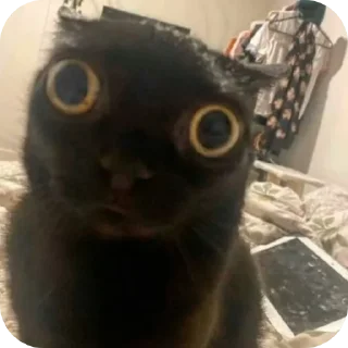 🐱 emoji Планета иесы Динонын бастыгы Telegram sticker 17 of 18