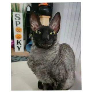🐱 emoji осло @osloban Telegram sticker 8 of 72