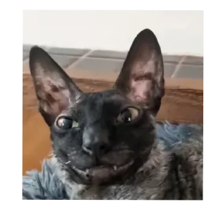 🐱 emoji осло @osloban Telegram sticker 11 of 72