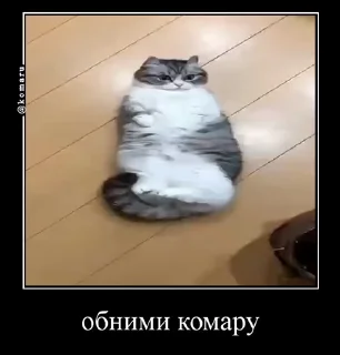 🥰 emoji Комарки @not_a_dude Telegram sticker 24 of 69