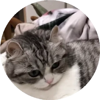 🥜 emoji Больше стиков тут: @stikery4 Telegram sticker 20 of 50