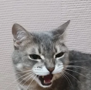 😡 emoji ева моя любимая Telegram sticker 17 of 17