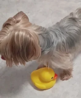 🦆 emoji ева моя любимая Telegram sticker 14 of 17