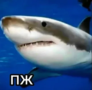 🦈 emoji Больше стиков тут: @stikery4 Telegram sticker 14 of 81